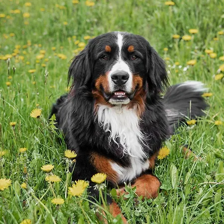 Hotel Landhotel Schafhuber Hinterthal